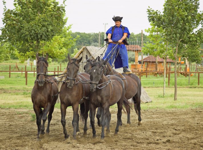 Quality photo of Varga Tanya Horse Show - Hungary